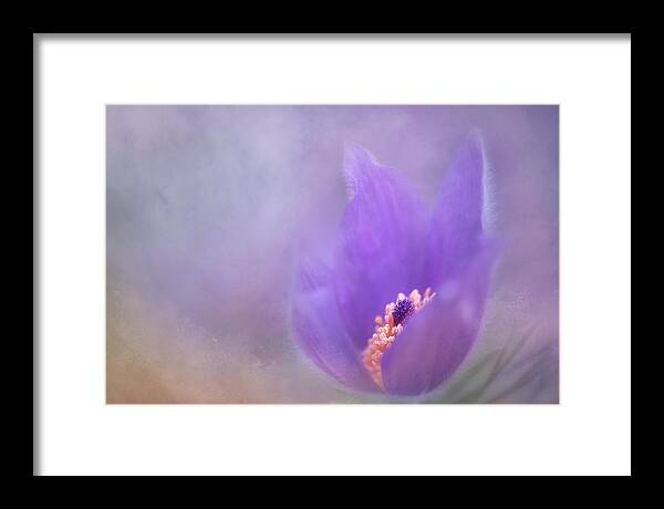 British Columbia Framed Print featuring the photograph Purple Flower by Jacqui Boonstra