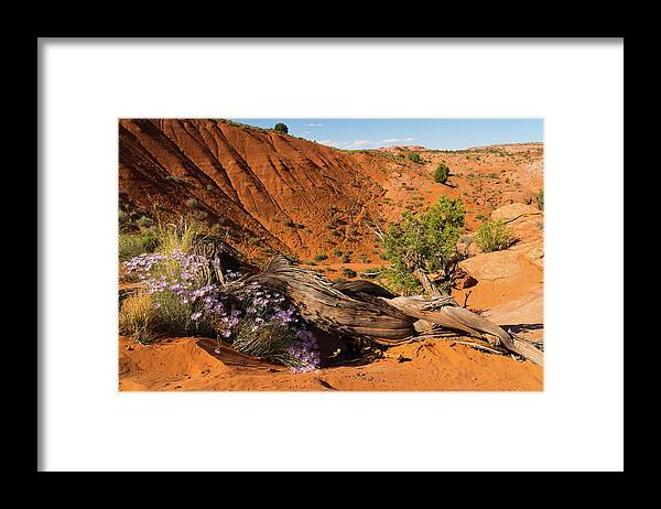 Utah Framed Print featuring the photograph Purple Wildflowers Grand Staircase-Escalante Utah by Lawrence S Richardson Jr