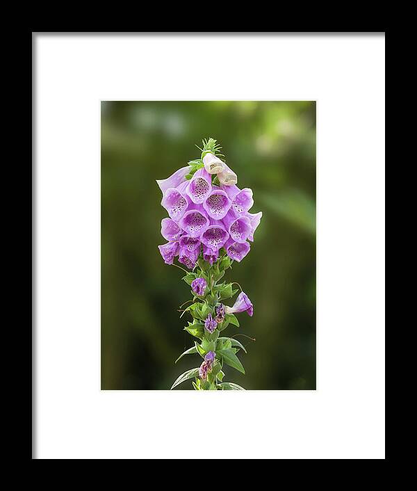 Flower Framed Print featuring the photograph Purple foxglove flower by Tim Abeln
