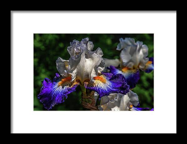 Iris Framed Print featuring the photograph Purple Fringed White Iris by Jim Moore