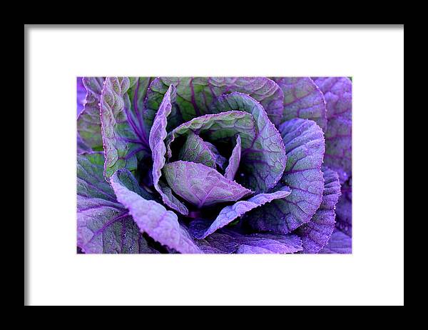 Frost Framed Print featuring the photograph Purple Frost by Elizabeth Anne