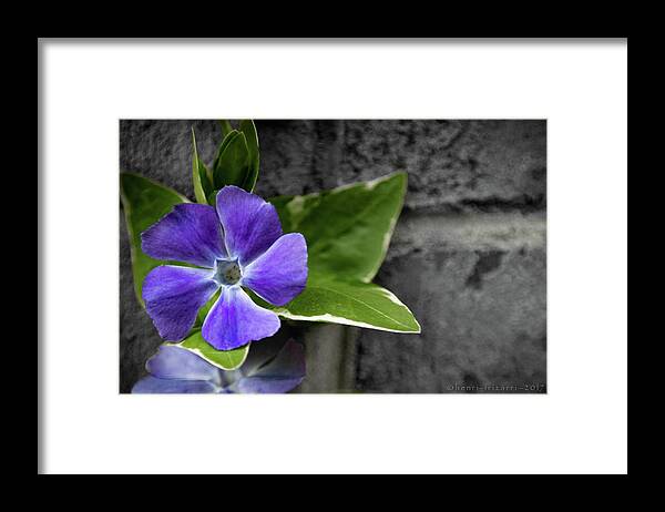 Flowers Framed Print featuring the photograph Purple Garden Flower by Henri Irizarri