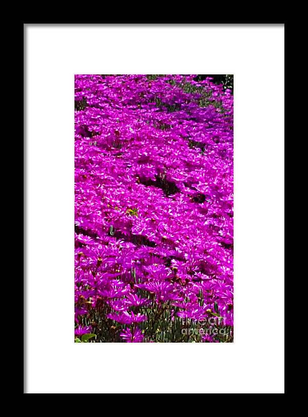 Flowers Framed Print featuring the photograph Purple garden by Maria Aduke Alabi