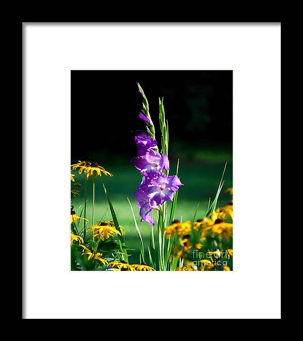 Glads Framed Print featuring the photograph Purple Glads and Black-eyed Susans by Lila Fisher-Wenzel