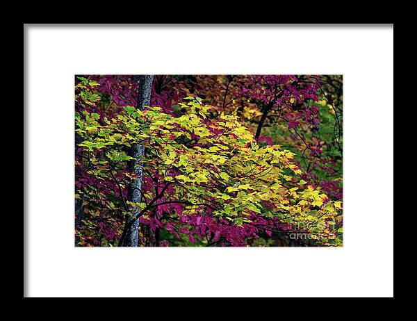 Roaring Fork Framed Print featuring the photograph Purple Gold by Doug Sturgess
