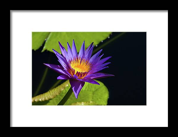 Water Lily Framed Print featuring the photograph Purple Gold by Steve Stuller