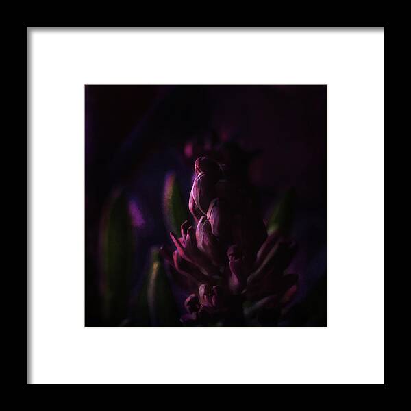 Hyacinth Framed Print featuring the photograph Purple Hyacinth Sunset by Sue Capuano