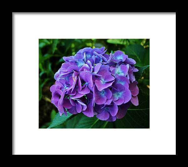 Hydrangea Framed Print featuring the photograph Purple Hydrangea by Cynthia Guinn