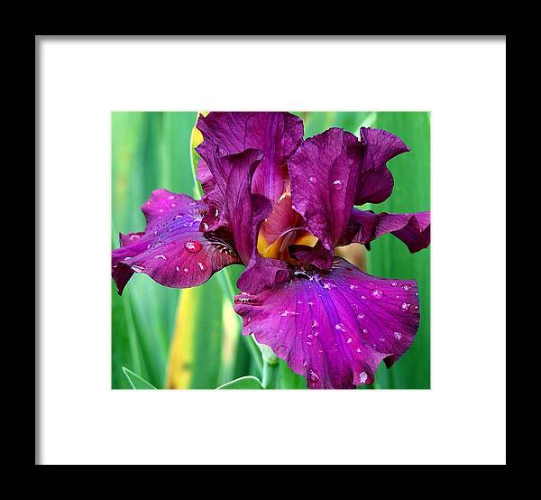 Purple Framed Print featuring the photograph Purple Iris 2 Photograph by Kimberly Walker