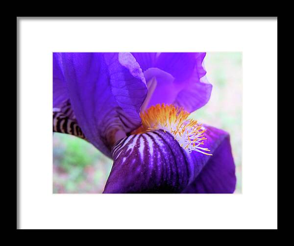 Close Framed Print featuring the photograph Purple Iris 2017 by Cathy Harper