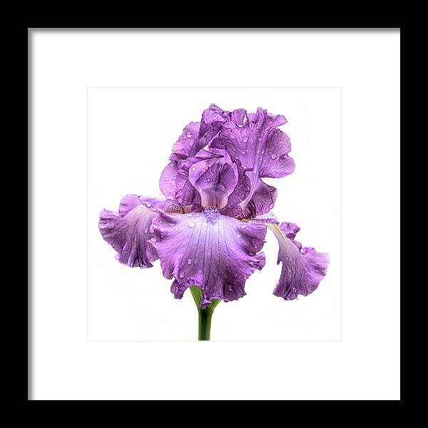 Bearded Iris Framed Print featuring the photograph Purple Iris After the Rain by David and Carol Kelly