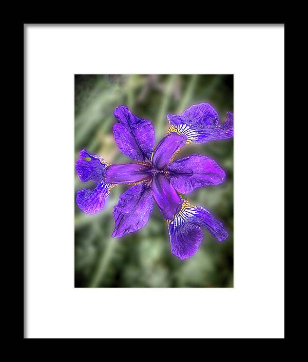 Iris Framed Print featuring the photograph Purple Iris by Judy Hall-Folde