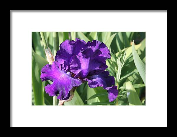 Purple Framed Print featuring the photograph Purple Iris by Mary Gaines