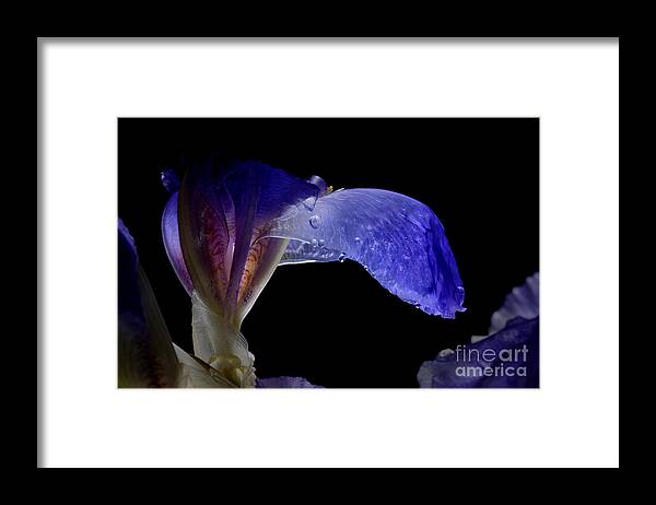 Iris Framed Print featuring the photograph Purple Iris with water drops by Art Whitton