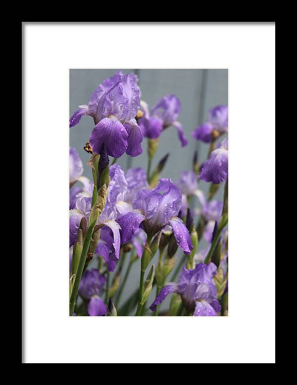 Purple Iris Framed Print featuring the photograph Purple Irises by Lauri Novak
