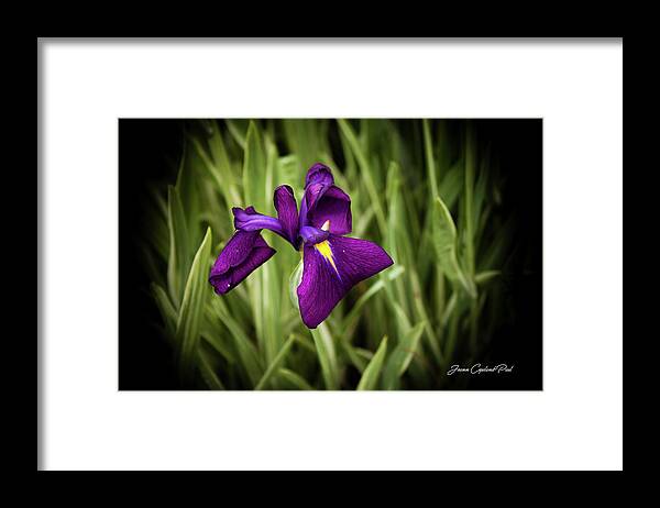 Purple Japanese Iris Framed Print featuring the photograph Purple Japanese Iris by Joann Copeland-Paul