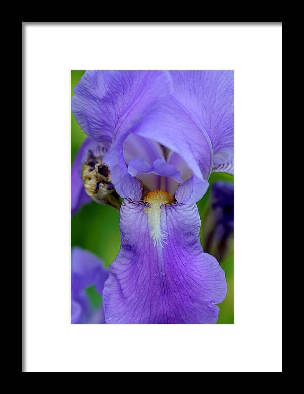 Flower Framed Print featuring the photograph Purple by Jason Wolters