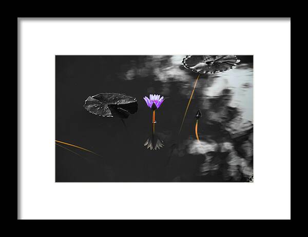 Bloom Framed Print featuring the photograph Purple Lily in Black and White by Dennis Dame