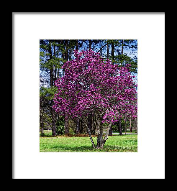 Purple Lily Magnolia Framed Print featuring the photograph Purple Lily Magnolia by Paul Mashburn