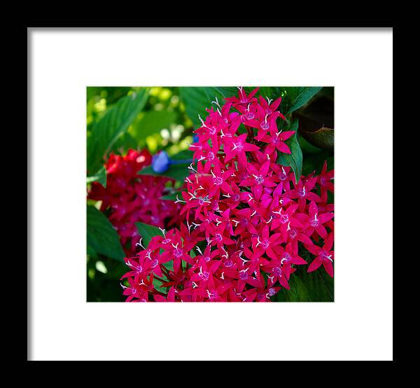 James Smullins Framed Print featuring the photograph Purple majasty by James Smullins