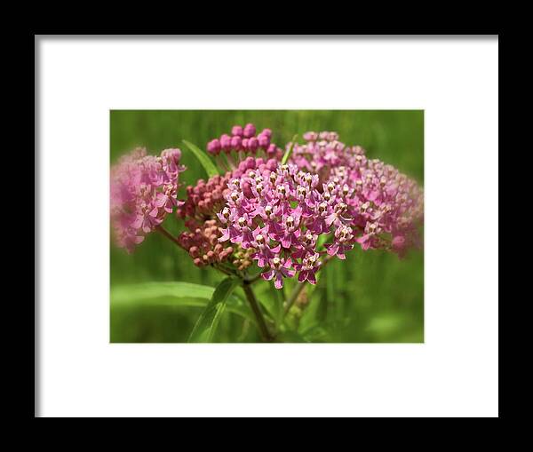 Flower Framed Print featuring the photograph Purple Milkweed by Scott Kingery