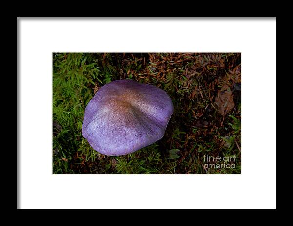 Mushroom Framed Print featuring the photograph Purple Mushroom-Signed-#6202 by J L Woody Wooden