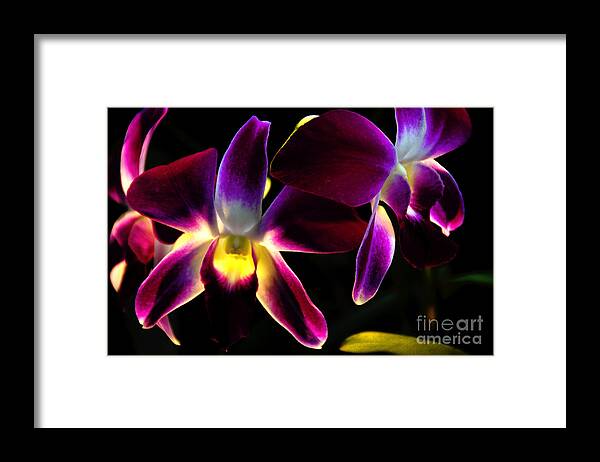 Purple Framed Print featuring the photograph Purple Orchids 2 backlit by David Frederick