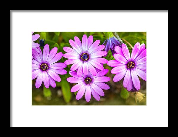 Spring Flowers Framed Print featuring the photograph Purple Pals by Az Jackson