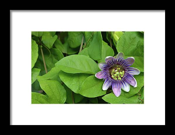 Passion Flower Framed Print featuring the photograph Purple Passion Floral by Aimee L Maher ALM GALLERY