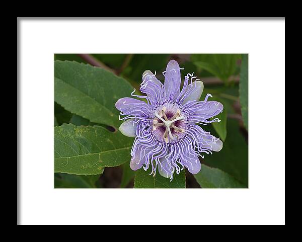 Passionflower Framed Print featuring the photograph Purple Passionflower #2 by Paul Rebmann