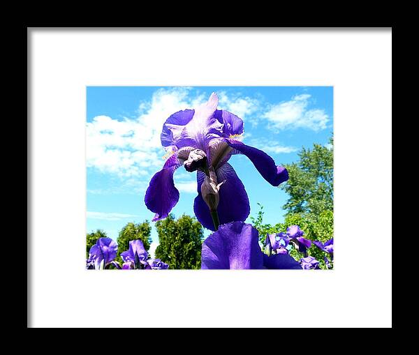 Purple Perfection Framed Print featuring the photograph Purple Perfection by Will Borden