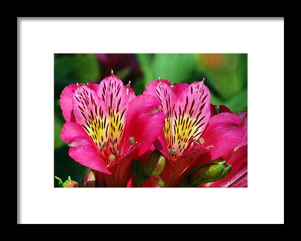 Peruvian Framed Print featuring the photograph Purple Peruvian Lily by Amy Fose