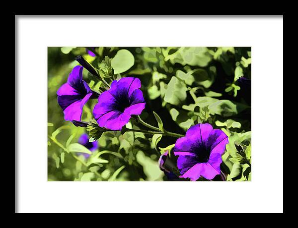 Petunias Framed Print featuring the digital art Purple Petunias by Xine Segalas