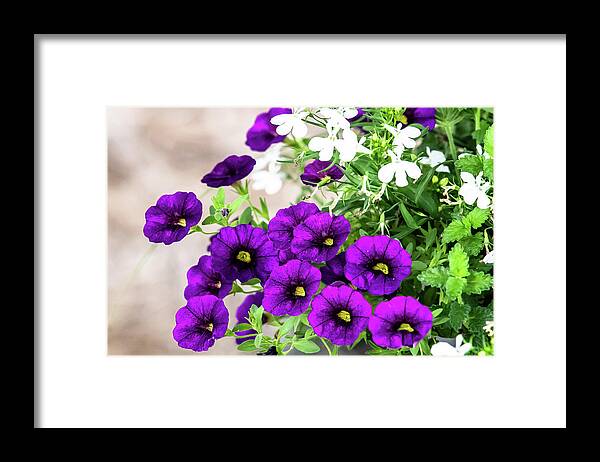Flower Framed Print featuring the digital art Purple Petunias by Ed Stines
