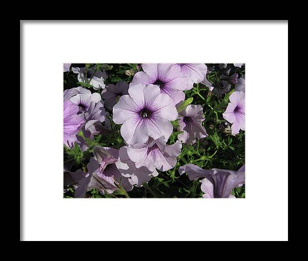 Flowers Framed Print featuring the photograph Purple Petunias by Judith Lauter
