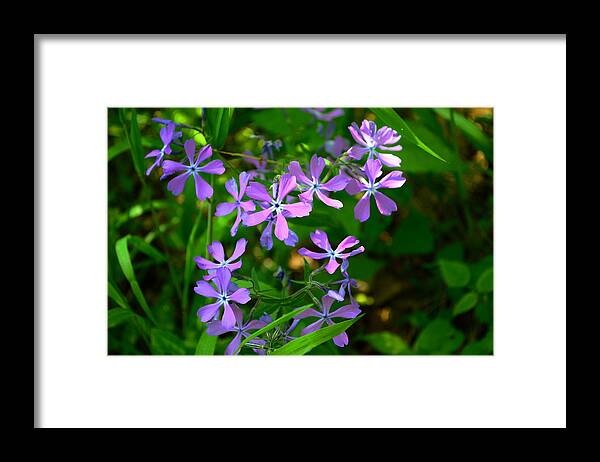 Phlox Framed Print featuring the photograph Purple Phlox in the Woods by Stacie Siemsen