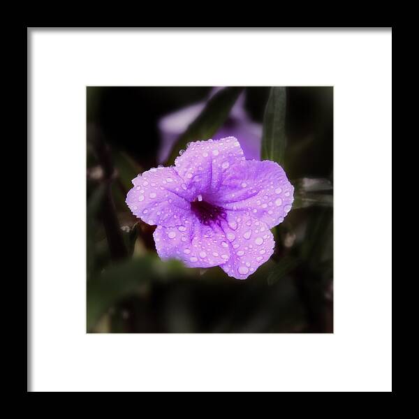 Purple Shower Framed Print featuring the photograph Purple Rain by Joseph G Holland