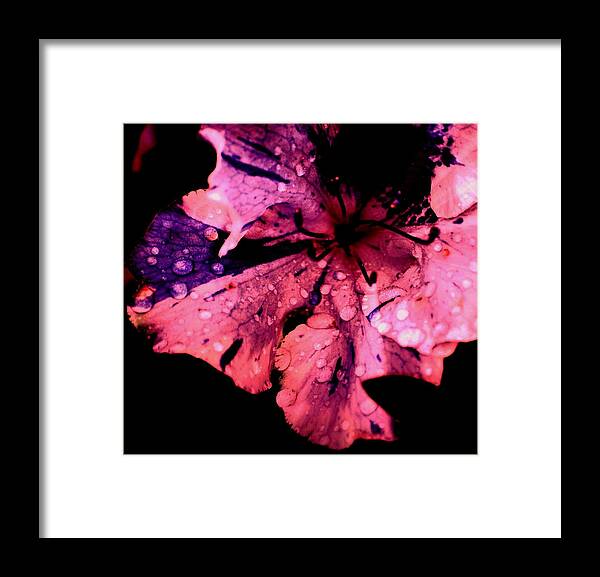 Flower Framed Print featuring the photograph Purple Rain by Trudi Southerland