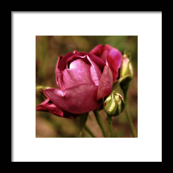 Flowers Framed Print featuring the photograph Purple Rose by Cathie Tyler