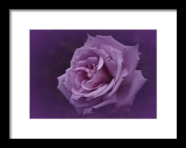 Rose Framed Print featuring the photograph Purple Rose of November by Richard Cummings