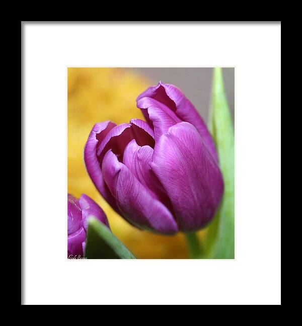 Flowers Nature Framed Print featuring the photograph Purple Spring by Linda Sannuti