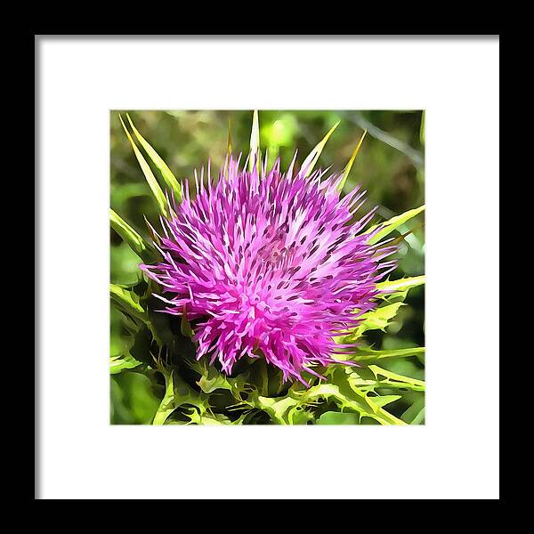 Notobasis Syriaca Framed Print featuring the painting Purple Thistle Wildflower by Taiche Acrylic Art