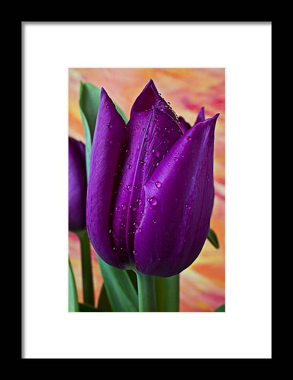 Purple Tulip Framed Print featuring the photograph Purple Tulip by Garry Gay