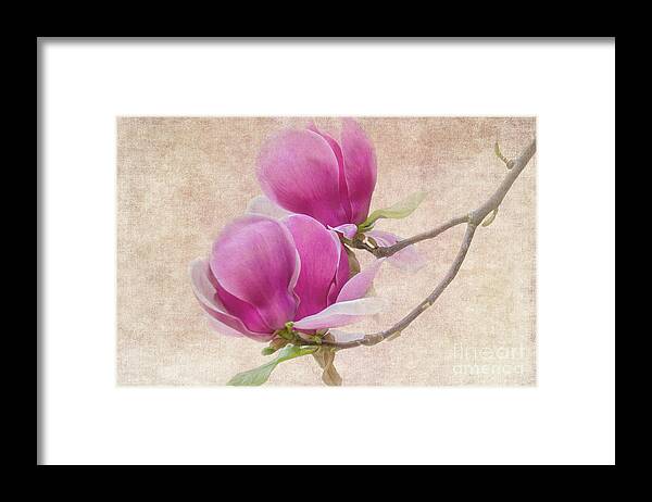Magnolia Framed Print featuring the photograph Purple Tulip Magnolia by Heiko Koehrer-Wagner