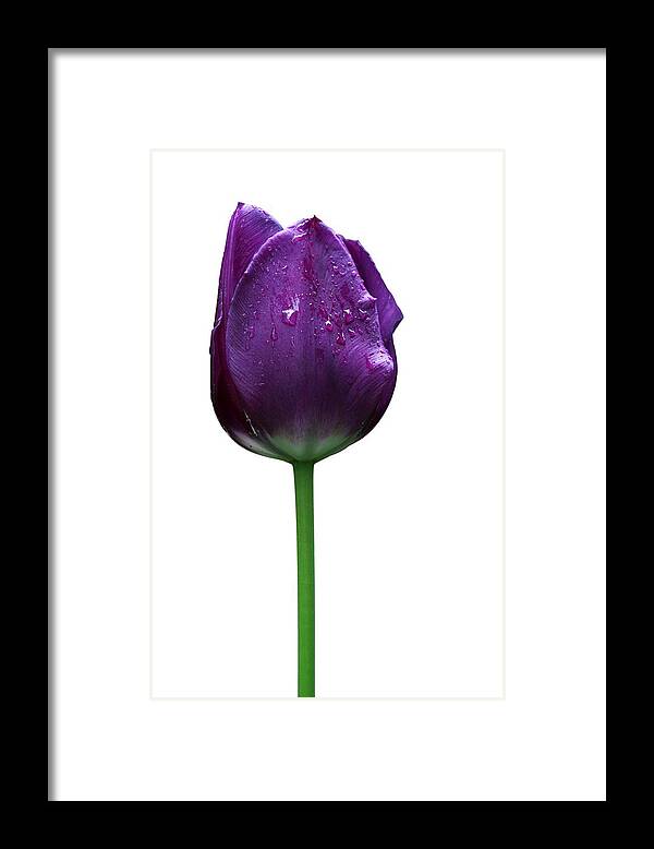 Beautiful Framed Print featuring the photograph Purple tulip T by Ivan Slosar
