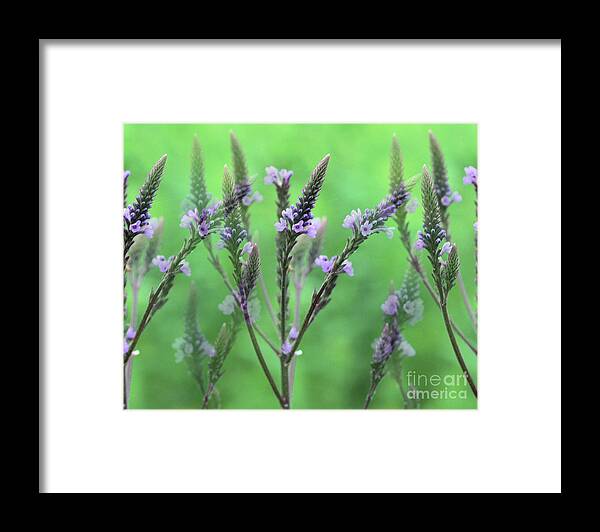 Flower Framed Print featuring the photograph Purple Vervain Dreams by Smilin Eyes Treasures