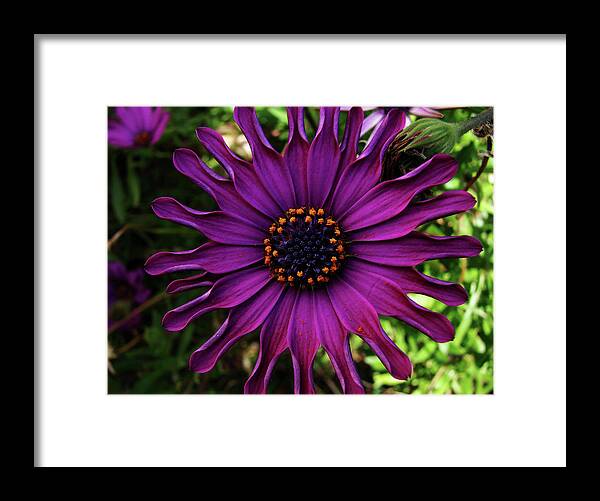 Flower Framed Print featuring the digital art Purple by Vicki Lea Eggen