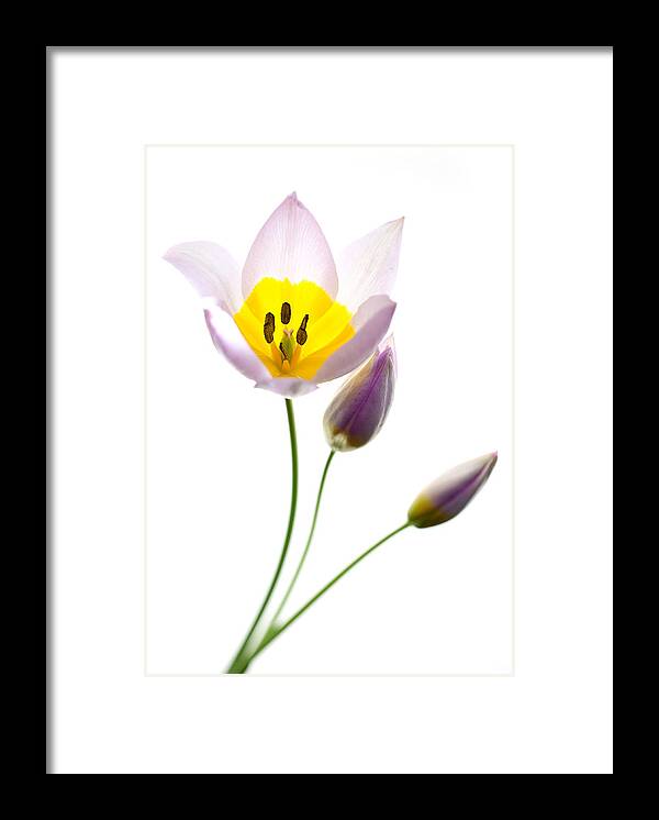 Copyright 2016 Rebecca Cozart Framed Print featuring the photograph Purple Yellow Tulip 2 by Rebecca Cozart