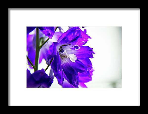 Longwood Gardens Framed Print featuring the photograph Purpled by David Sutton