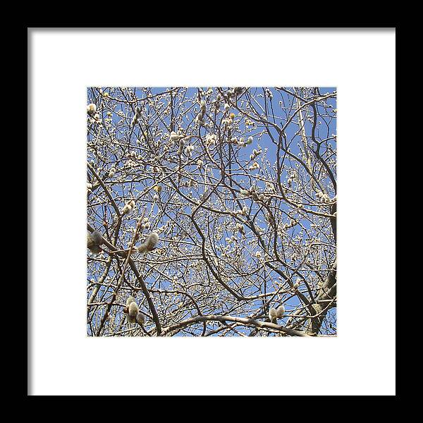 Spring Framed Print featuring the photograph Pussywillows Bursting to Life by Roger Swezey